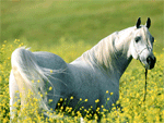 Danish Warmblood | Horse | Horse Breeds