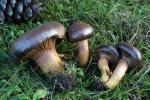Chroogomphus ochraceus - fungi species list A Z