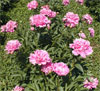 Edulis Superba
