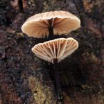 Micromphale arbuticola - Fungi Species