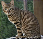 Toyger | Cat | Cat Breeds