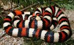      A Guide to the Amphibians   and Reptiles of California	  Lampropeltis zonata multifasciata - Coast Mountain Kingsnake - Snake Species | Gveli | გველი