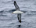 Craveri's Murrelet - Bird Species | Frinvelis jishebi | ფრინველის ჯიშები