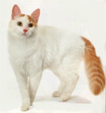 Turkish Van | Cat | Cat Breeds