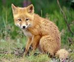 Kit Fox - fox species | melias jishebi | მელიას ჯიშები