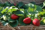 Seascape | Strawberry Species 