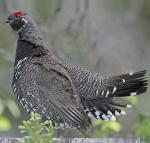 Spruce Grouse - Bird Species | Frinvelis jishebi | ფრინველის ჯიშები