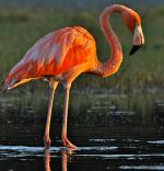 American Flamingo - Bird Species | Frinvelis jishebi | ფრინველის ჯიშები