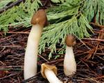 Verpa conica - Fungi Species | sokos jishebi | სოკოს ჯიშები