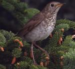 Bicknell's Thrush - Bird Species | Frinvelis jishebi | ფრინველის ჯიშები