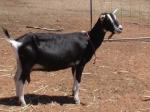 British Alpine Goat - Goats Breeds | txis jishebi | თხის ჯიშები