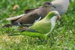 White-winged Parakeet - Bird Species | Frinvelis jishebi | ფრინველის ჯიშები