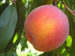 Laurol | Peach Species 