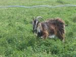 Danish Landrace Goat | Goat | Goat Breeds