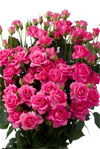 Pink Cluster