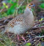 Gray Francolin - Bird Species | Frinvelis jishebi | ფრინველის ჯიშები