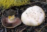 Agaricus albolutescens - Fungi Species | sokos jishebi | სოკოს ჯიშები