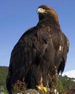 Golden Eagle - Bird Species | Frinvelis jishebi | ფრინველის ჯიშები