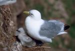 Black-legged Kittiwake - Bird Species | Frinvelis jishebi | ფრინველის ჯიშები