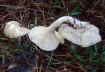 Clitopilus prunulus - fungi species list A Z