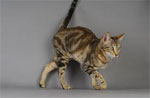 Sokoke  | Cat | Cat Breeds