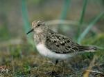 Temminck's Stint - Bird Species | Frinvelis jishebi | ფრინველის ჯიშები