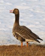 Greater White-fronted Goose - Bird Species | Frinvelis jishebi | ფრინველის ჯიშები