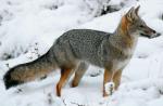 South American Grey Fox - fox species | melias jishebi | მელიას ჯიშები
