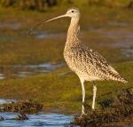 Long-billed Curlew - Bird Species | Frinvelis jishebi | ფრინველის ჯიშები
