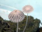 Coprinopsis stercorea - fungi species list A Z