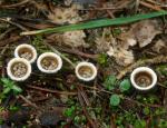 Nidula candida - Fungi Species | sokos jishebi | სოკოს ჯიშები