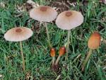 Parasola auricoma - Fungi Species