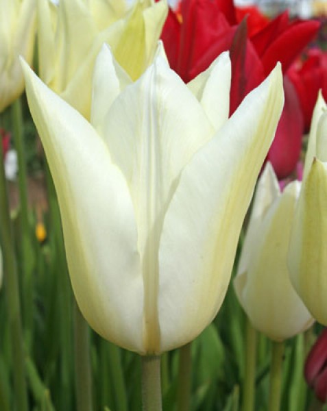 White Triumphator
