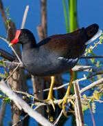 Common Moorhen - Bird Species | Frinvelis jishebi | ფრინველის ჯიშები