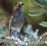 Akohekohe - Bird Species | Frinvelis jishebi | ფრინველის ჯიშები