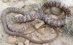  COACHWHIP  Coluber flagellum - Snake Species | Gveli | გველი