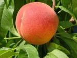 PF 15A Flamin Fury | Peach Species 