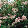 Paul's Himalayan Musk