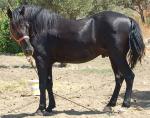 Andravida Horse | Horse | Horse Breeds