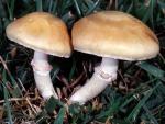 Stropharia coronilla - fungi species list A Z