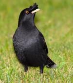 Crested Myna - Bird Species | Frinvelis jishebi | ფრინველის ჯიშები