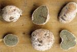 Hysterangium coriaceum - Fungi Species | sokos jishebi | სოკოს ჯიშები