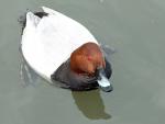 Common Pochard - Bird Species | Frinvelis jishebi | ფრინველის ჯიშები