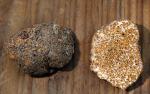 Gautieria pterosperma  - Fungi Species | sokos jishebi | სოკოს ჯიშები