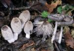 Coprinopsis lagopus - fungi species list A Z