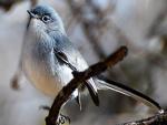 Black-capped Gnatcatcher - Bird Species | Frinvelis jishebi | ფრინველის ჯიშები