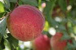 Lady Nancy | Peach Species 