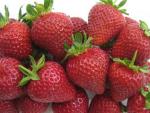 Sallybright | Strawberry Species 