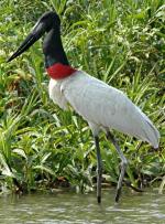 Jabiru - Bird Species | Frinvelis jishebi | ფრინველის ჯიშები
