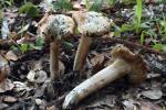 Inocybe corydalina - Fungi Species | sokos jishebi | სოკოს ჯიშები
